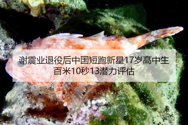 xie-zhen-ye-tui-yi-hou-zhong-guo-duan-pao-xin-xing-sui-gao-zhong-sheng-bai-mi-miao-qian-li-ping-gu-3-908.jpg
